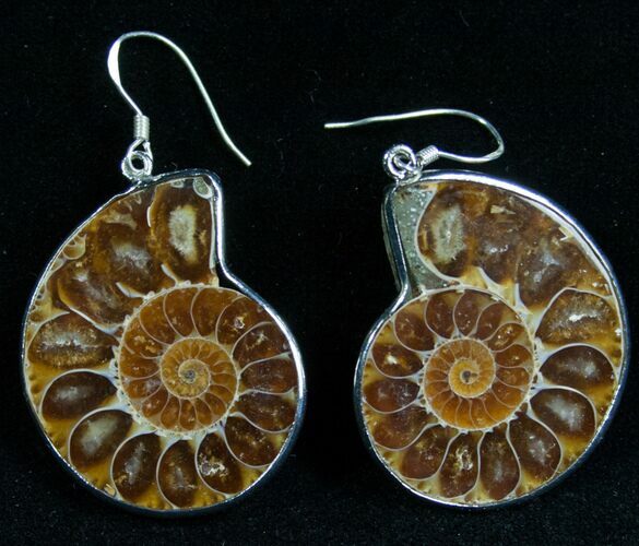 Stylish Ammonite Earrings - Sterling Silver #7671